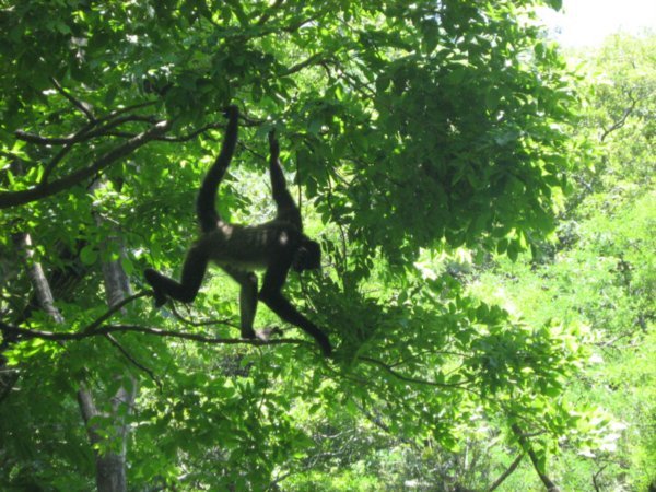 Spider monkey, Atitlan Nature Reserve