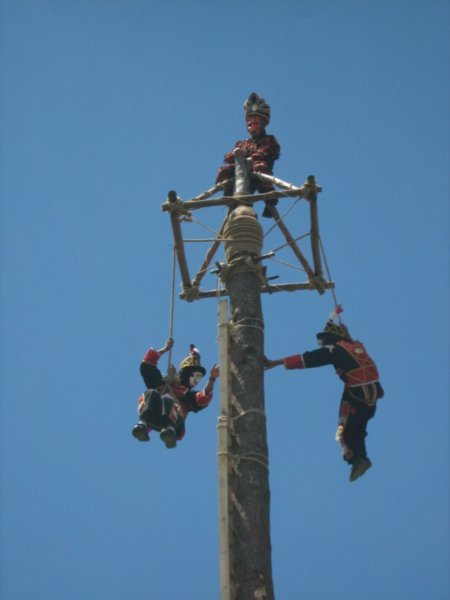 ... they climb to the top and attach themselves to the rope...