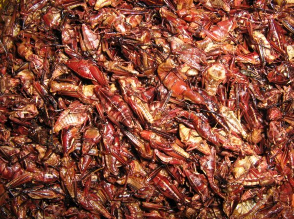 Chapulines (fried grasshoppers)