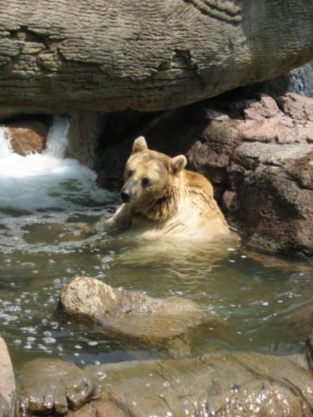 Bear at Mexico City zoo