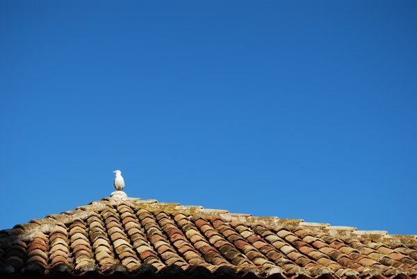 Seagull, Dubrovnik