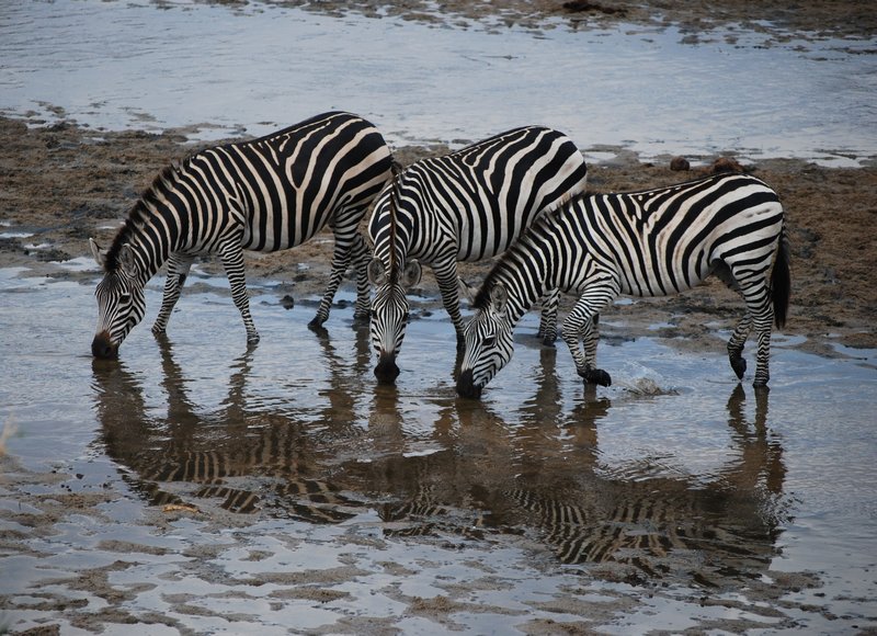 Zebras at Tarangire National Park