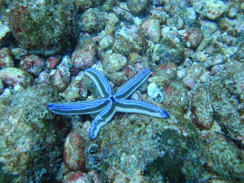Colorful starfish