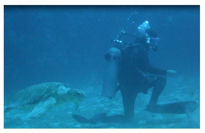 Sea Turtle, checking out our Dive Master