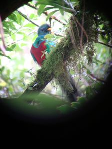 Male Quetzal