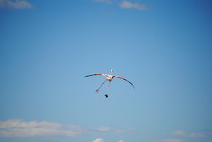 flying flamingo cartoon flying flamingo cartoon