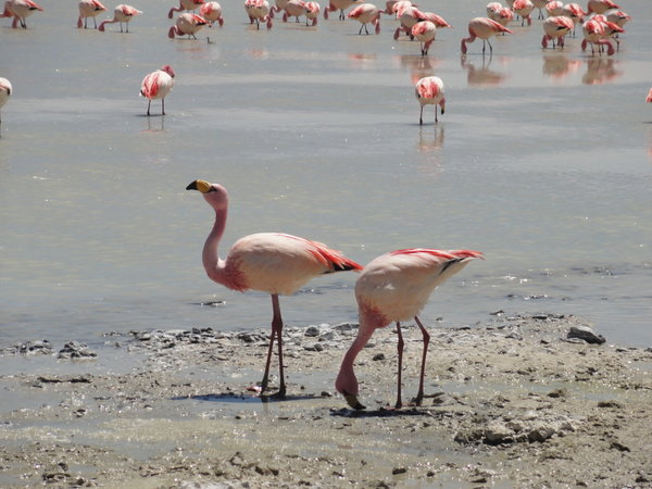 Feeding Flamingoes