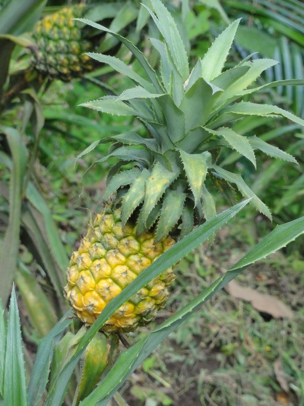Pineapple Tree