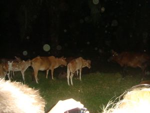 Taman Negara National Park