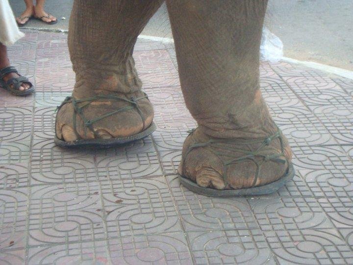 Elephant Shoes | Photo