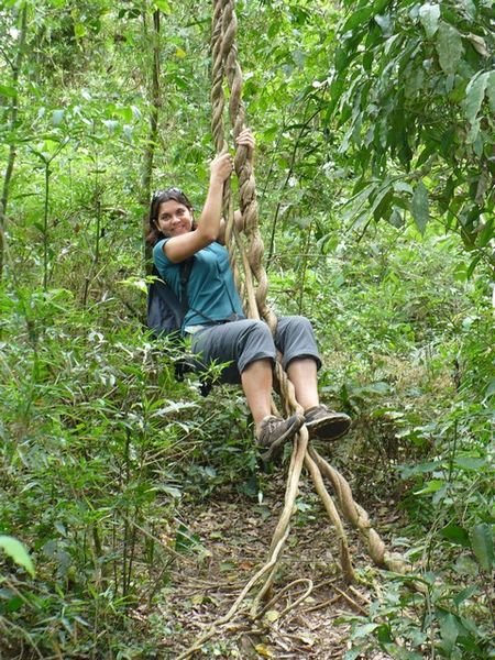 Hanging around in the Jungle