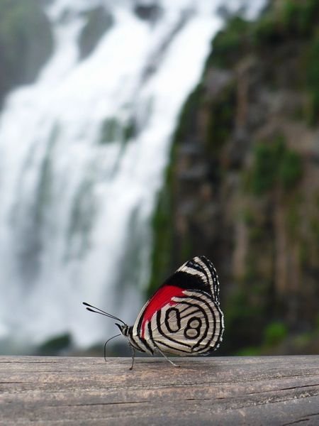 Butterfly of Iguazu