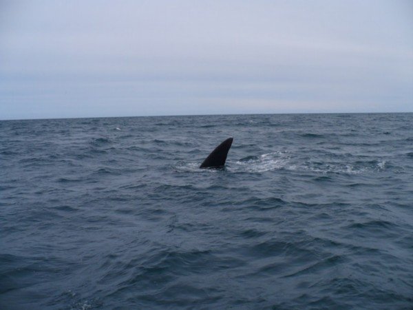 Whale watching in Puerto Piramides