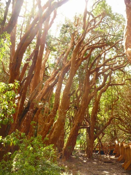 Arrayanes National Park