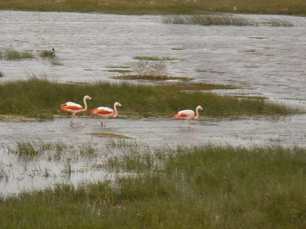 Flamingos near Ruta 40