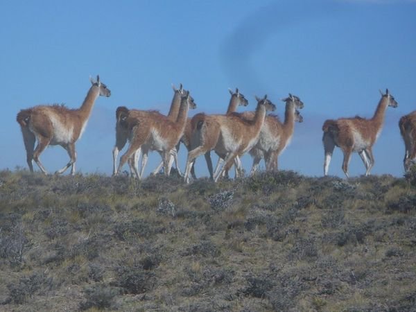 Guanacos in Patagonia