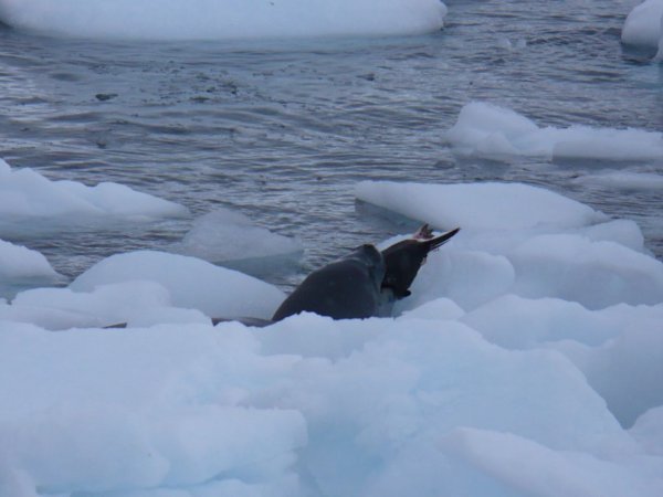 Penguin caught by a Leopard Seal