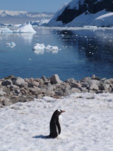 Pensive Penguin