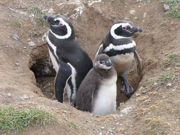 Magellanic Penguin Family