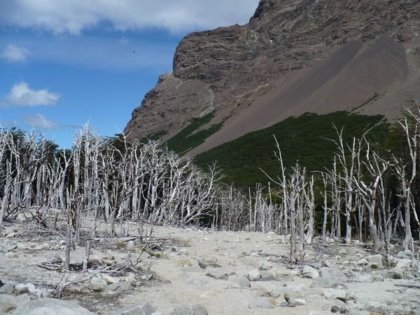 Bleak forest in Torres del Paine