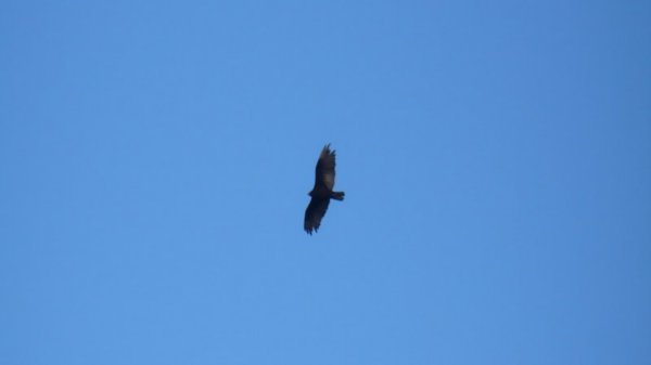 Condor above Ancud