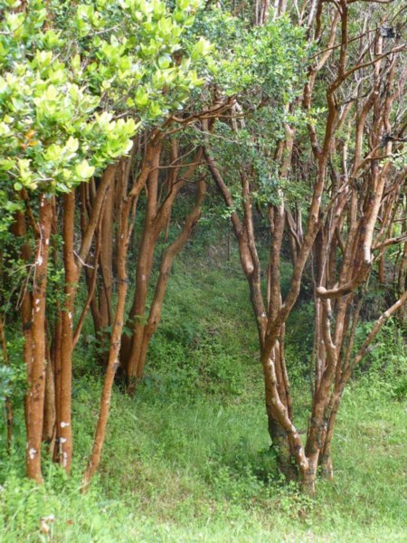 Arrayanes trees in Chiloe National Park