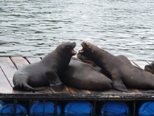 Sea Lions in Valdivia