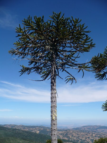Araucaria Tree, Nahuelbuta National Park