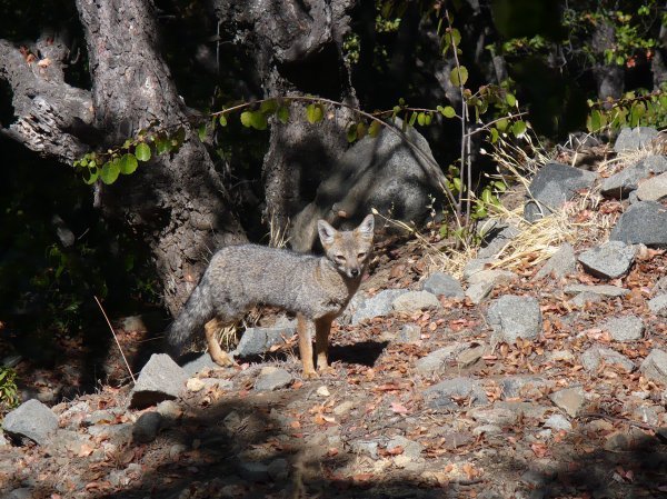 Fox in Campana Park