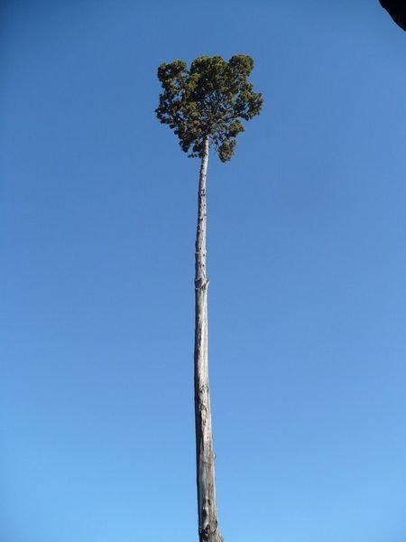 Tall tree, Mendoza