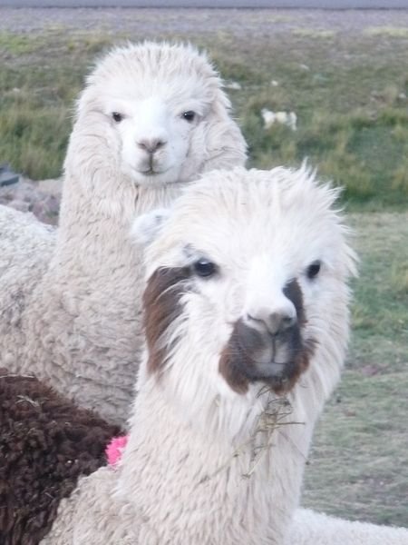 Alpacas of Puno