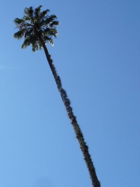 Tall trees in the rainforest | Photo