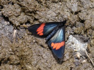 Butterfly of Salkantay