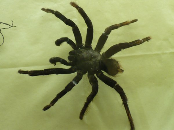 Tarantula in University Museum