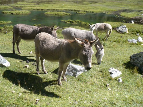 Inquisitive Mules