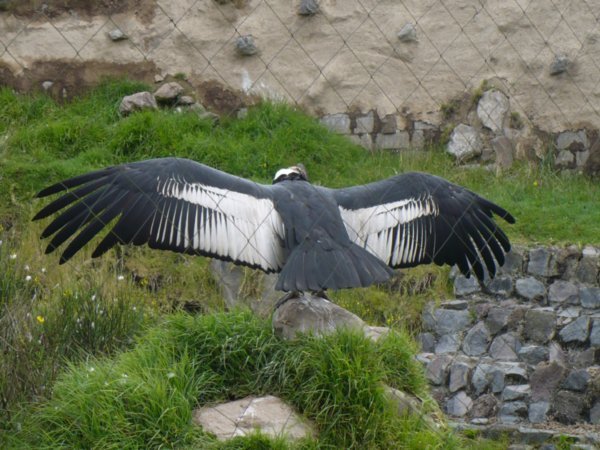 Impressive Condor
