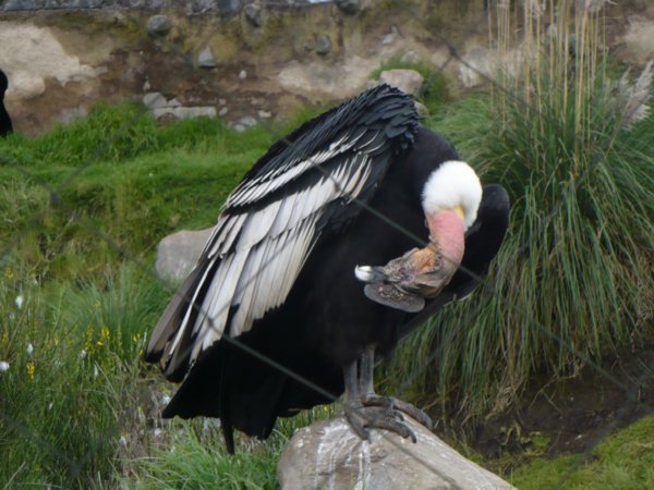Preening Condor