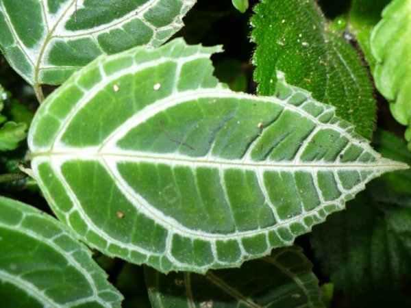 Rainforest Leaf