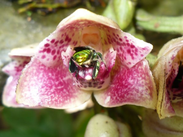 The bee & the orchid do their thing! 