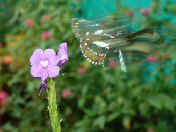 Fast butterfly