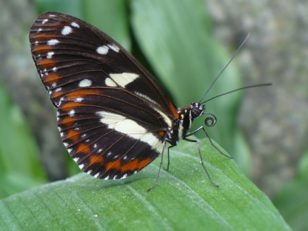 Mindo Butterfly