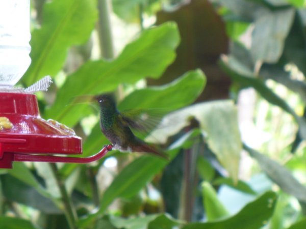 Hummingbird flapping