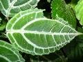 Rainforest Leaf