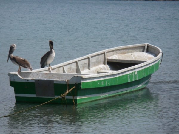 Pelicans in Taganga