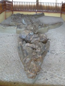 Kronosauras fossil