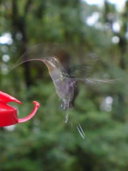 A Hummingbird humming