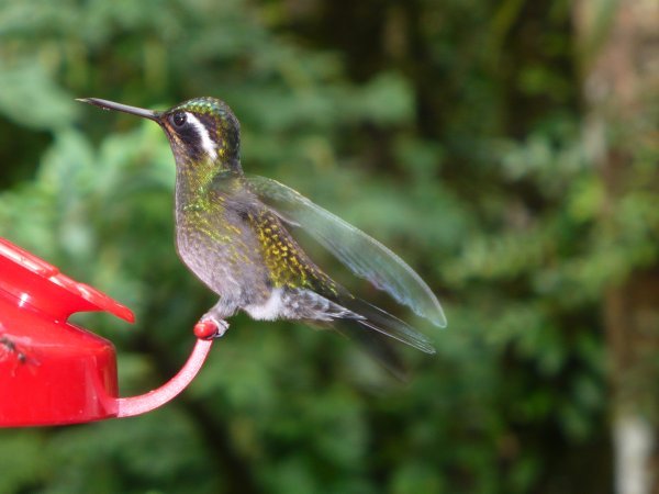 Hummingbird humming