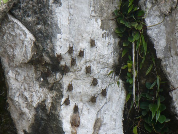 Bats on Lake Yojoa