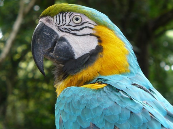 Miski the Macaw | Photo