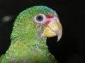 Baby parrot